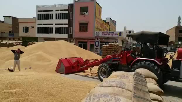 #संगरिया- गेंहू की फसल निकलकर आई बाजार में  #किसानों ने दिया अब #नरमा बिजाई पर जोर