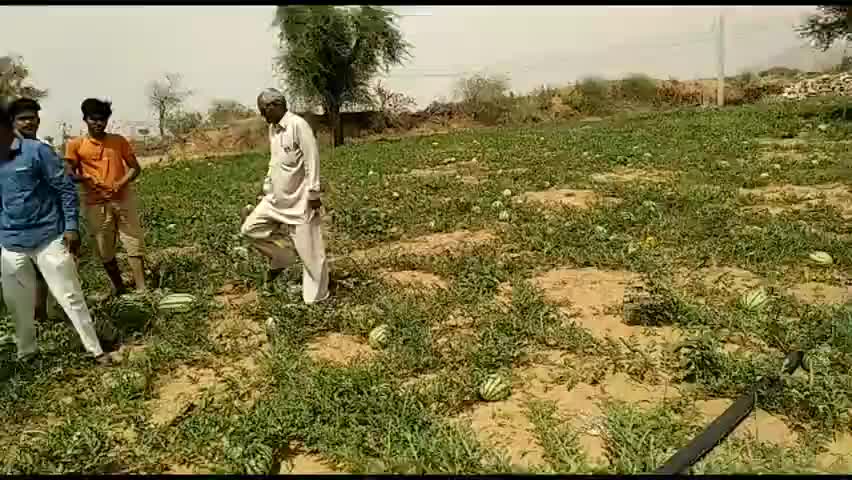 खेतड़ी: #जैविक #खेती से 10-10 किलो के लगे है #तरबूज