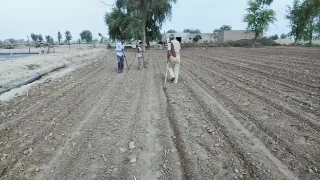 खाजूवाला#देर रात्रि हुई बारिश से किसानों की बिजाई प्रभावित
हल्की बारिश से नरमे की बिजाई हो रही है खराब