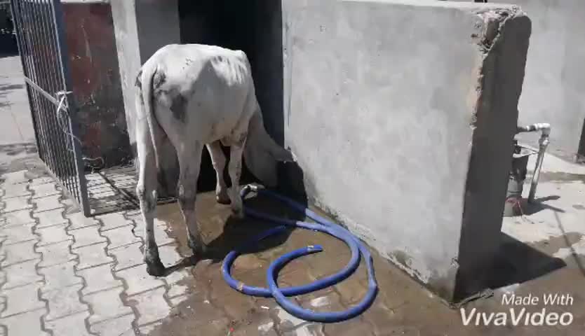 मथुरा पानी की तलाश में चौकी पहुंची गाय, योगी सरकार के आदेश हुए फेल,अधिकारी नदारद 
#upgovt 
#dmmathura ﻿@rahulthakur92
