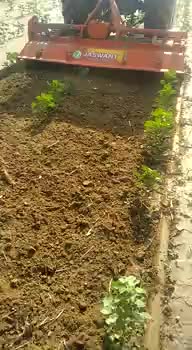 #श्रीविजयनगर - किसान रोटावेटर से नरमे की गुड़ाई कर रहे हैं।